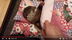 Cute sea otter takes a bath before napping. Meet Japan S Adorable Otter Youtuber Chiitan Video Soranews24 Japan News