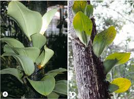 Image result for Erythrococca atrovirens