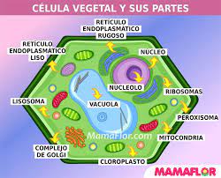 Por lo tanto, podemos decir que entre las características principales de la célula vegetal destaca que es la unidad funcional del reino de las plantas, en la que se producen procesos y reacciones que hacen posible el desarrollo de estas. Pin En Como Hacer Maqueta Paso A Paso