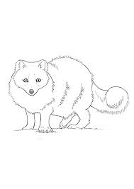 This desert fox looks like he's lost in the middle of the desert. Coloring Pages Fox Coloring Pages