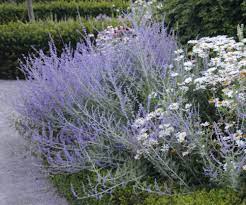 russian sage 俄羅斯鼠尾草袁晓辉rita 藍色的花blue flowers plants flowers vegetation