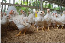 Tentunya, mahasiswa lulusan bidang pertanian yang fokus pada jurusan peternakan bisa mengawasi produksi hewan ternak yang akan siap untuk dipasarkan pada khalayak. Kementan Jaga Pasokan Dan Harga Ayam Tingkat Peternak Stabil Republika Online