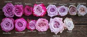 È un crucipuzzle al cui interno abbiamo messo alcuni dei fiori dell'elenco che vedete nell'elenco alfabetico. Pin On Garden Rose