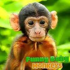 لعبة القرد الطفل مضحك funny baby monkey baby monkey monkey animals