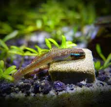 We did not find results for: 17 Smallest Freshwater Aquarium Micro Fish That Stay Small