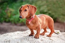 Destino tucuruvi sp #canilmerak #dachshund #dackel #teckel. Dackel Hund Alles Zu Rasse Charakter Grosse