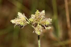 Image result for Fuirena pubescens
