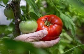 That starts with an understanding of the crops suited to your climatic region and acquire basic gardening tools. Planting Guide For Home Gardening In Alabama Alabama Cooperative Extension System