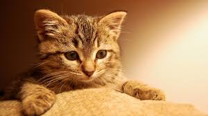 Check spelling or type a new query. Susse Katzchen Hd Wallpaper Fur Desktop Katze Hd Wallpaper 1920x1080 1920x1080 Wallpapertip