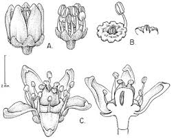 Image result for Lannea asymmetrica