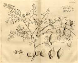 Image result for Calvoa orientalis