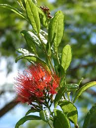Image result for Combretum constrictum