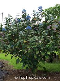 Image result for Hyparrhenia dichroa