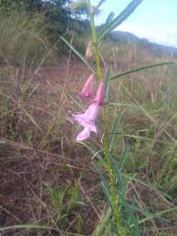 Image result for Sesamum parviflorum