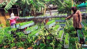 Bagi kamu yang hobi bercocok tanam atau berkebun, kegiatan santai ini sesuai dengan kamu. Usaha Cocok Tanam Di Pekarangan Rumah Kinciakincia Com Media Online Ekonomi Dan Promosi Bisnis Umkm Usaha Mikro Kecil Menengah