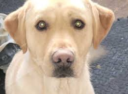 Labrador Retrievers Dogs for stud in Swansea
