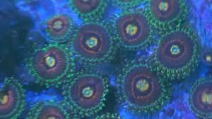 In lore, eternals are the physical homages of forgotten deities from across runeterran history. Khaotic Korals Home Facebook