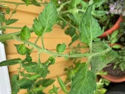 Bevingad svart bladlus på tomater ute