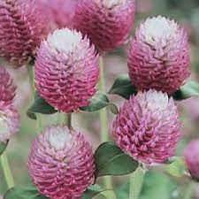 Gomphrena Globosa Bicolor Rose Description Soft Lilac Pink Blooms With White Centers Resemble Clover Globe Amaranth Flower Seeds July Flowers