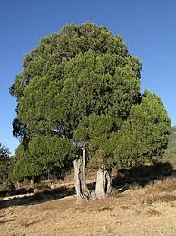 Image result for Juniperus procera