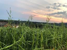 Ein heftiges unwetter beschäftigte donnerstagabend die feuerwehren in oberösterreich. Unwetter In Oberosterreich Richten 2 5 Mio Schaden An Blick Ins Land