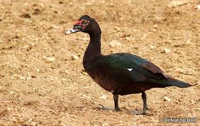 It is a wild central/south american species that has been domesticated. Muscovy Duck Cairina Moschata Peru Aves