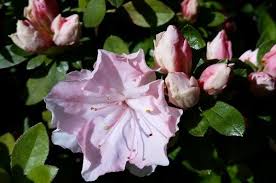 アザレアの剪定は開花後に キレイな花を咲かせる方法を紹介します 伐採 剪定間伐 庭木1本からご依頼可能 剪定お助け隊