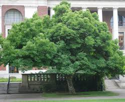 Image result for magnolia soulangeana