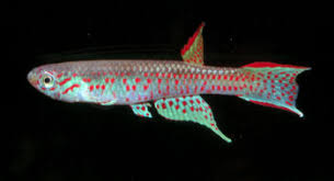 Image result for Pycnostachys kassneri