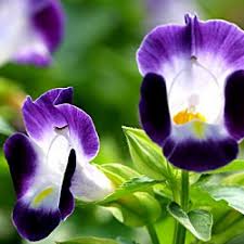 Buy ceramic wall hangings and get the best deals at the lowest prices on ebay! Buy Bluewigns Torenia Violet Plant Online In India At Plantsguru Com