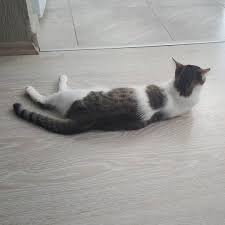 serin yer keyfimm kedi kedicik miyav pisi cat cats cats kedidelileri kedidegilevlat kedidelisi kedim kediler kedileralem cat selfie happy cat cats