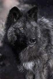 Check spelling or type a new query. Wingsviewathome Wolf Dog Black Wolf Animals