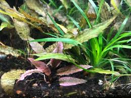 Cryptocoryne flamingo or crypt flamingo for short is highly sought after pink crypt aquarium plant. Crypt Pink Flamingo Vs Panther The Planted Tank Forum