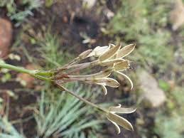 Image result for Kohautia