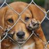 Puppies and smaller dog breeds can get chilly quickly, so make sure you position the crate in an area that's not too cold (or too hot). 1