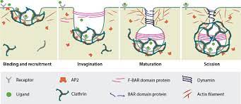 It is widely assumed that coated vesicles mediate the selective transfer of molecules and membrane components between specific membranous organelles within cells. Invagination And Maturation Of The Clathrin Coated Vesicle Mbinfo