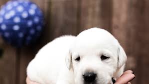 Find & download free graphic resources for dog. Missouri White Labradors Dog Breeder In Springfield
