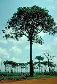 Image result for Lecythidaceae