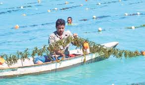 Rumpai laut segar diperoleh dari kolam di ban merbok, kedah. Fiesta Mega Rumpai Laut