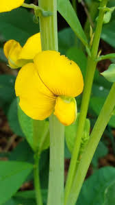 Image result for Crotalaria schliebenii