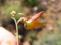 Image result for Crotalaria dinteri
