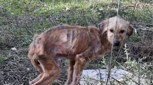 Λαγωνικό του αφγανιστάν (afghan hound) εύκολα αναγνωρίσιμα λόγω της στριφογυριστής ουράς τους και του μεταξένιου τους τριχώματος, τα λαγωνικά του αφγανιστάν εκτράφηκαν για τα μοναδικά τους χαρακτηριστικά στα βουνά του αφγανιστάν. Se A8lia Katastash Brhkan 11 Skylia Sth Nea Agxialo