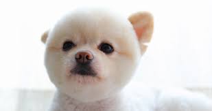 White Pomeranian Dog Cute Pet Close Up Round Animal Funny Face Grooming Short H Stock Footage Cute Pet Close Pomeranian Dog Cute Animals Funny Animal Videos
