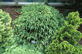 Check spelling or type a new query. Get Dwarf Globe Japanese Cedar In Mi At English Gardens Nurseries Serving Clinton Township Dearborn Heights Eastpointe Royal Oak West Bloomfield And The Plymouth Ann Arbor Michigan Areas