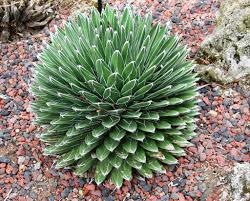 Plante grasse extérieur résistant au gel et au soleil. Agave Planter Et Cultiver Ooreka