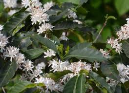 Image result for Coffea salvatrix
