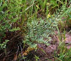 Image result for Cheilanthes similis