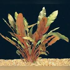 Pin On Jax S Aquariums