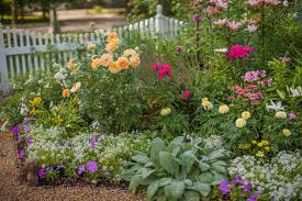 Geranium atau tapak dara merupakan jenis tanaman hias bunga outdoor yang bisa kamu coba untuk percantik halaman atau taman. 7 Cara Merawat Bunga Di Halaman Rumah Yang Baik Dan Benar