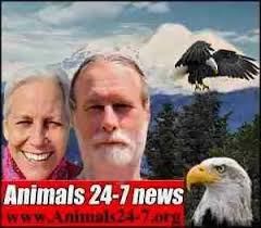 Who shot pregnant harbor seals? Thomas Sewid encouraged it.